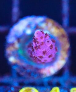 Wysiwyg Sm Purple Orchid Acropora Frag  [F215]