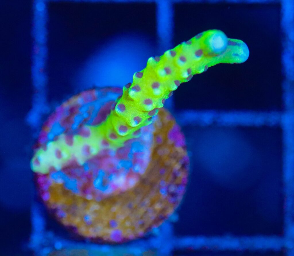 Frag Box Corals
