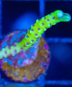 Wysiwyg Anacropora Frag [F113]