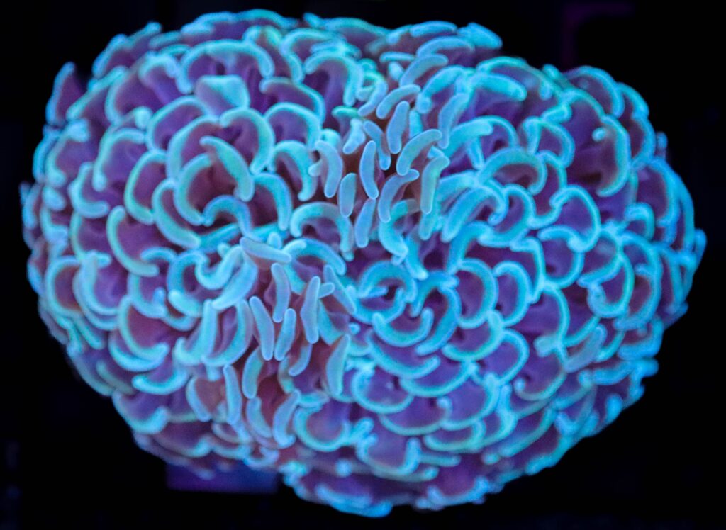 Frag Box Corals