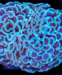 Wysiwyg Aussie Hammer Coral (C1)