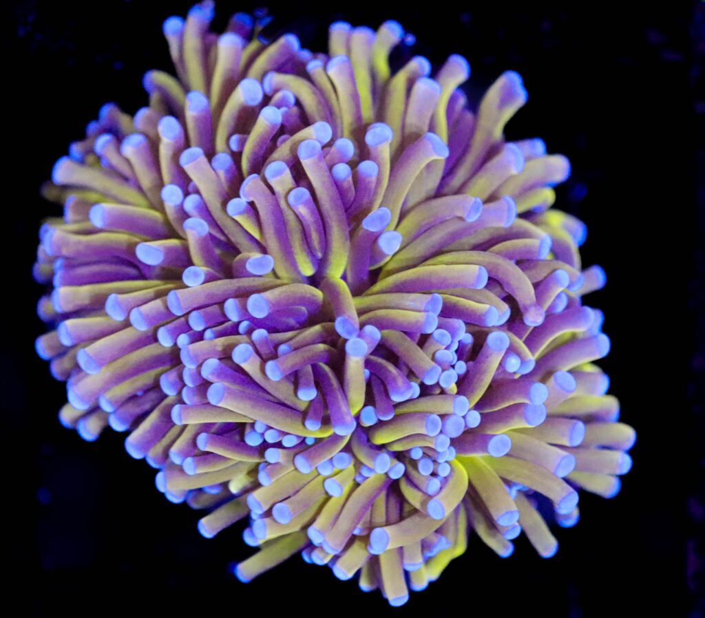 Frag Box Corals