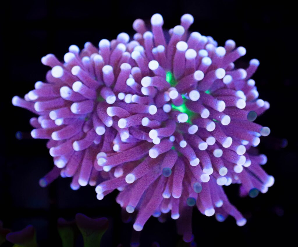 Frag Box Corals