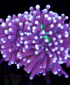 Wysiwyg Aussie Joker Torch Coral (C9)