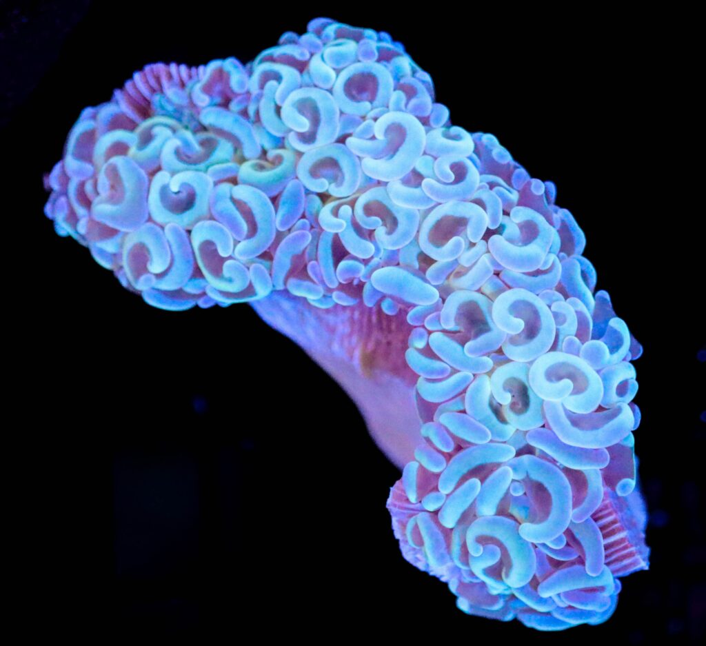 Frag Box Corals