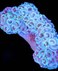 WYSIWYG Willow O' the Wisp Hammer Coral (C10)