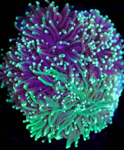 Wysiwyg Torch Bouquet  (C16)