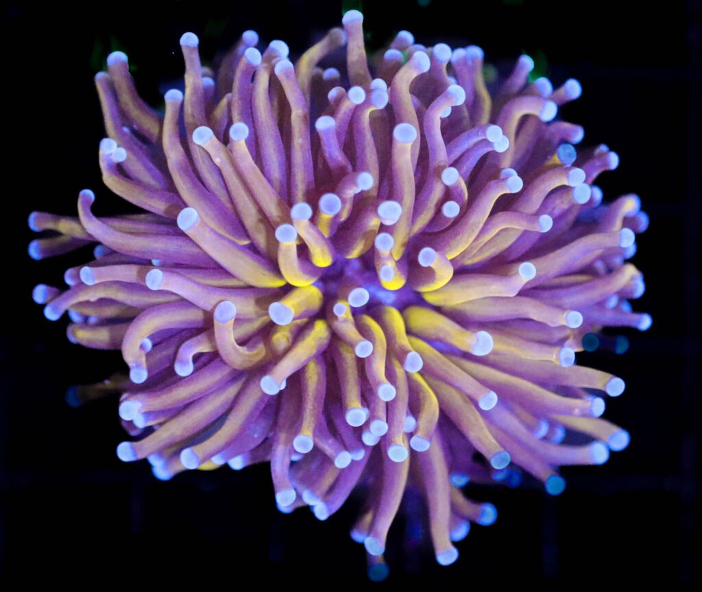 Frag Box Corals