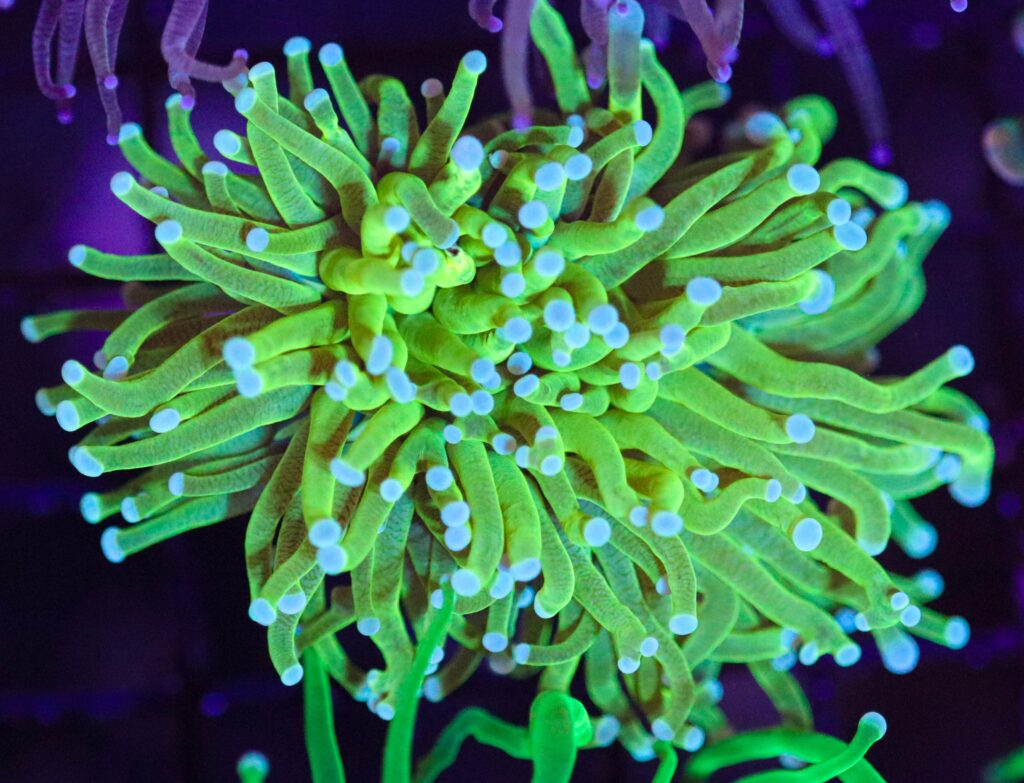 Frag Box Corals