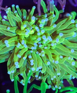WYSIWYG Aussie Torch Coral Frag (C19) *free shipping no minimum spend*