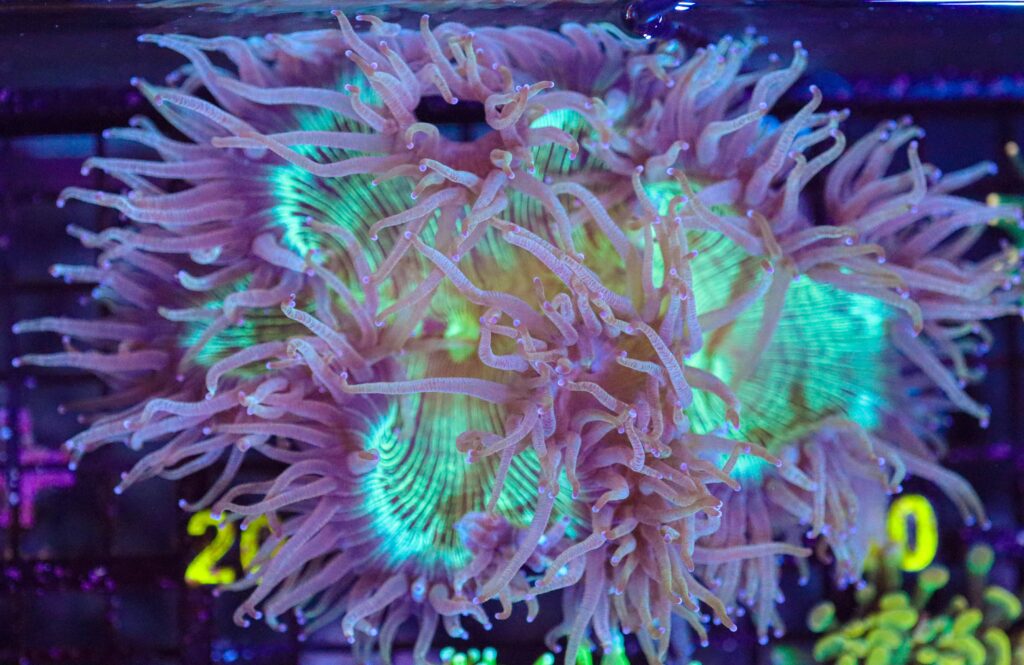 Frag Box Corals