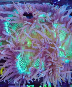 Wysiwyg Elegance Coral   (C20)