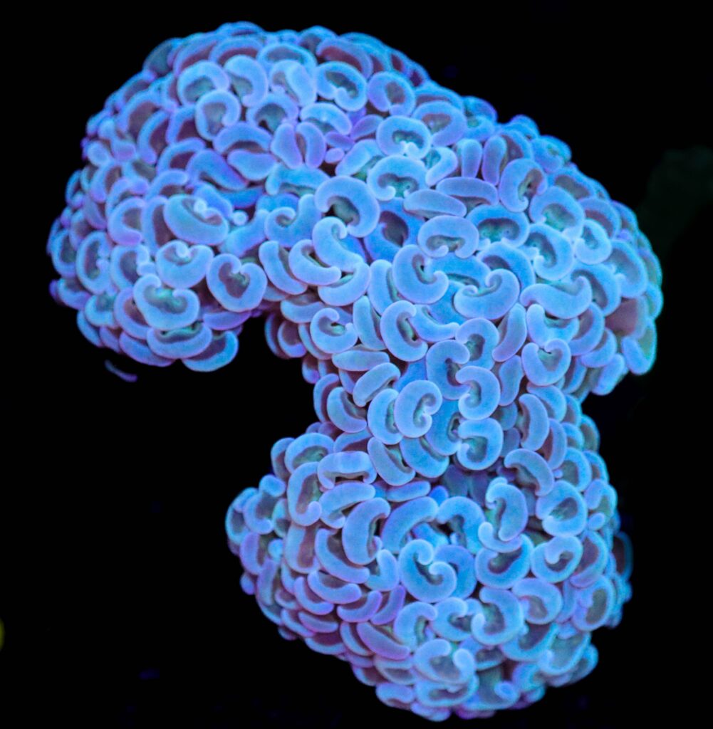 Frag Box Corals