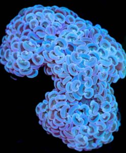 Wysiwyg Hammer Coral (C21)