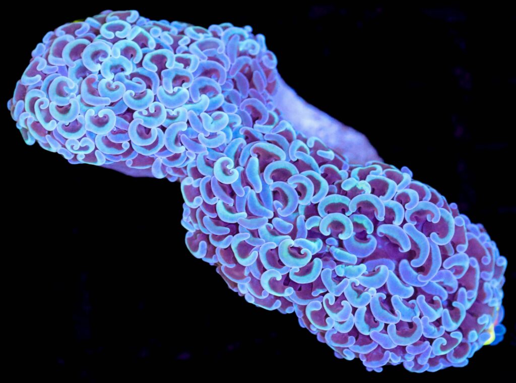 Frag Box Corals