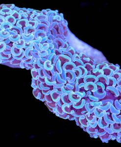 Wysiwyg Hammer Coral (C26)