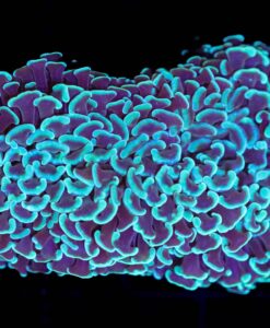 Wysiwyg Aussie Hammer Coral (C27) FREE SHIPPING! No Minimum Spend