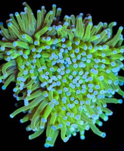 WYSIWYG Aussie Torch Coral  (C28)