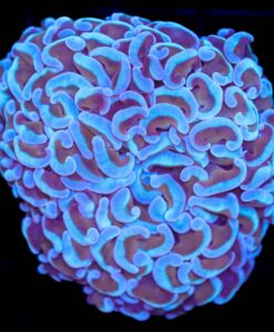 WYSIWYG Hammer Frag (C33)