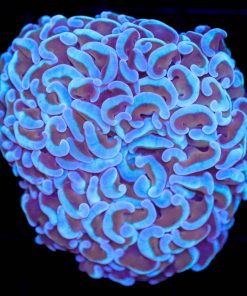 WYSIWYG Hammer Frag (C33) *Free shipping minimum $149 Spend*
