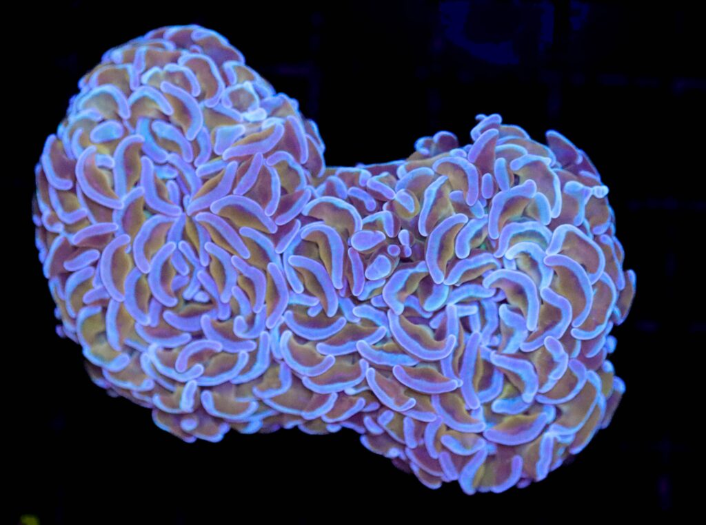 Frag Box Corals