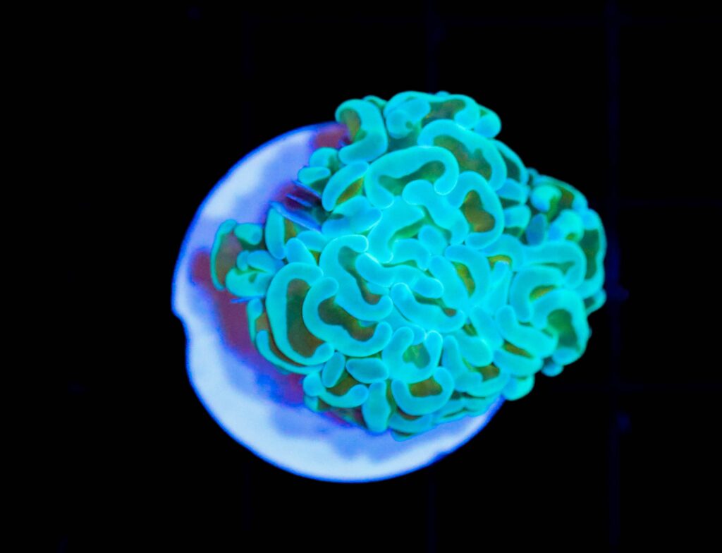 Frag Box Corals