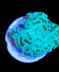 Wysiwyg Hammer Coral Frag (C35)