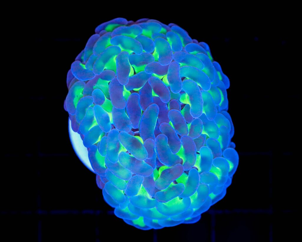 Frag Box Corals