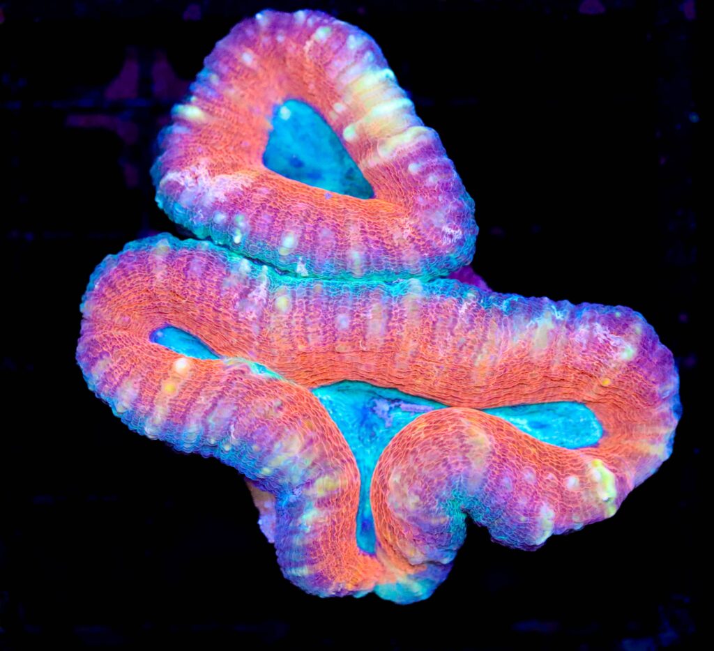 Frag Box Corals