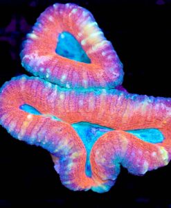 Wysiwyg Lobophyllia Frag (C41)