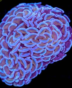 Wysiwyg Hammer Coral (C42)