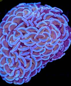 Wysiwyg Hammer Coral (C42) *Free shipping no minimum livestock spend*