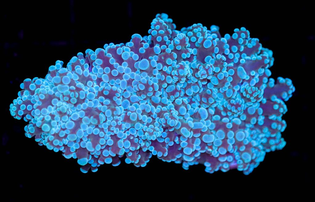 Frag Box Corals