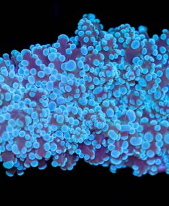 Wysiwyg Octospawn Coral (C44) FREE SHIPPING! No minimum livestock spend