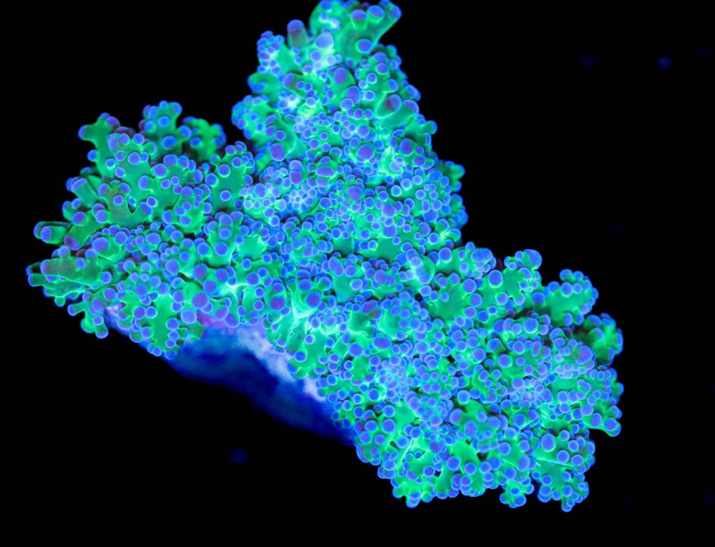 Frag Box Corals