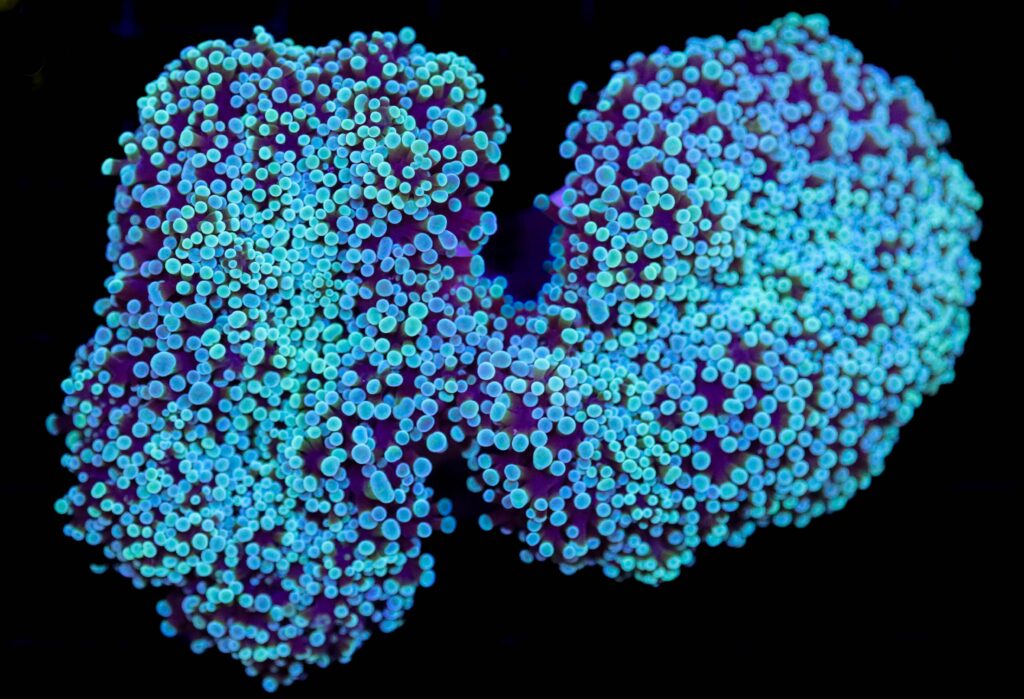 Frag Box Corals