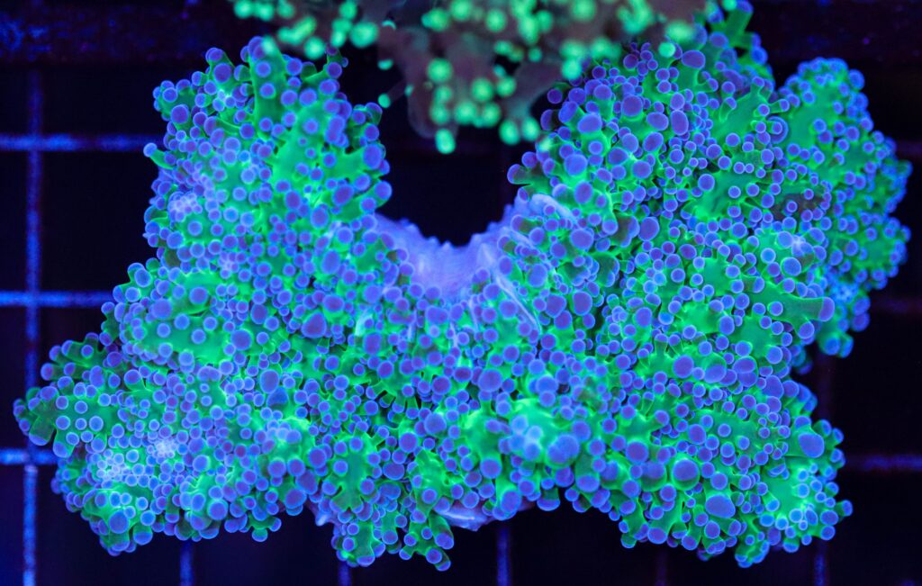 Frag Box Corals