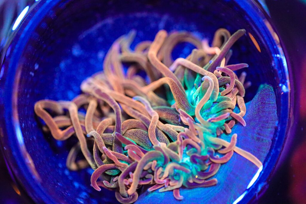 Frag Box Corals