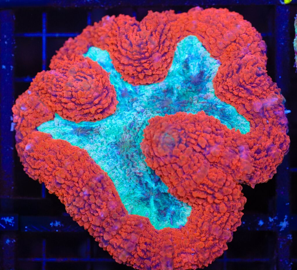 Frag Box Corals