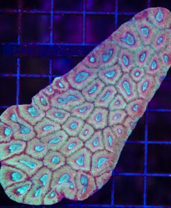 Yellow Moon Favia Coral Frag *photo is colony example* (C63)