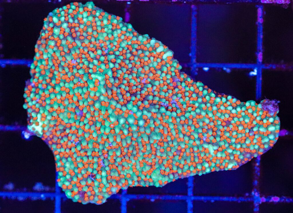 Frag Box Corals