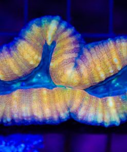 Wysiwyg Lobophyllia Coral (C71)