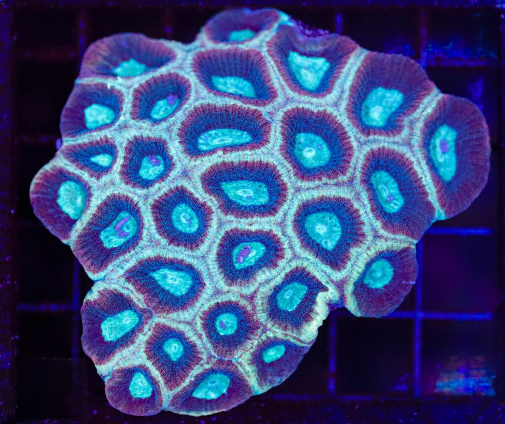 Frag Box Corals