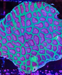 Wysiwyg Favia Coral (C77)