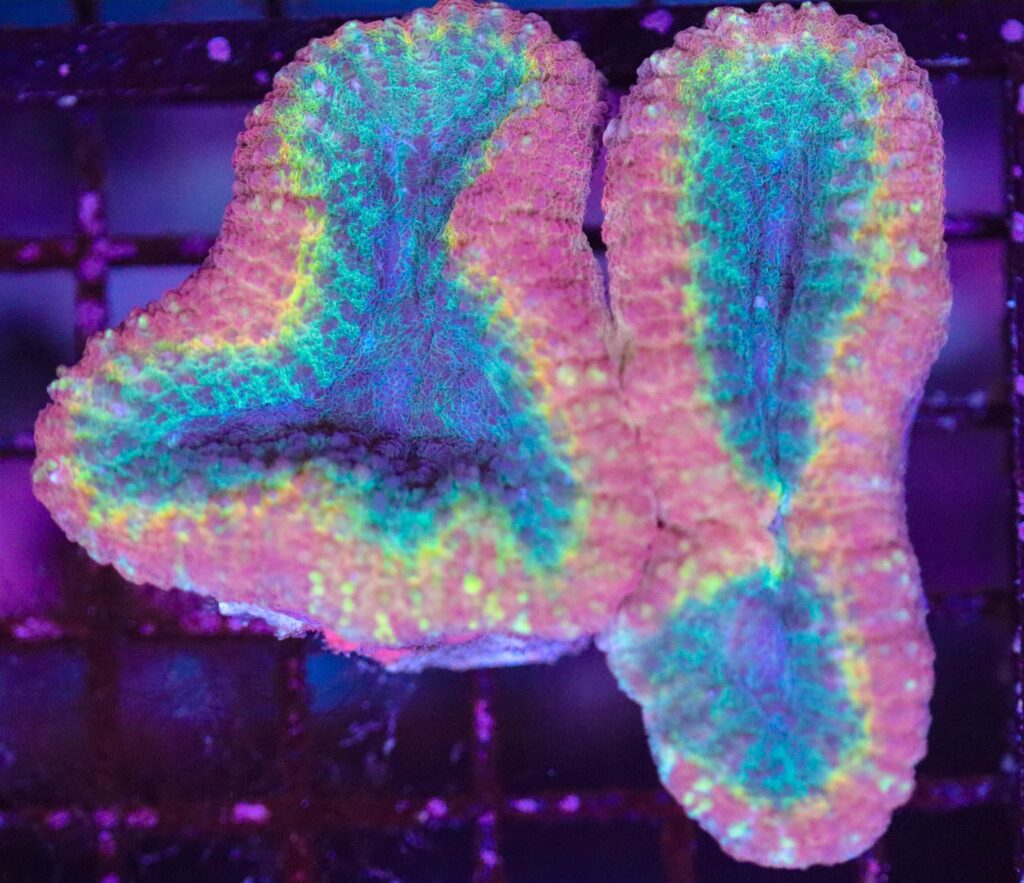 Frag Box Corals