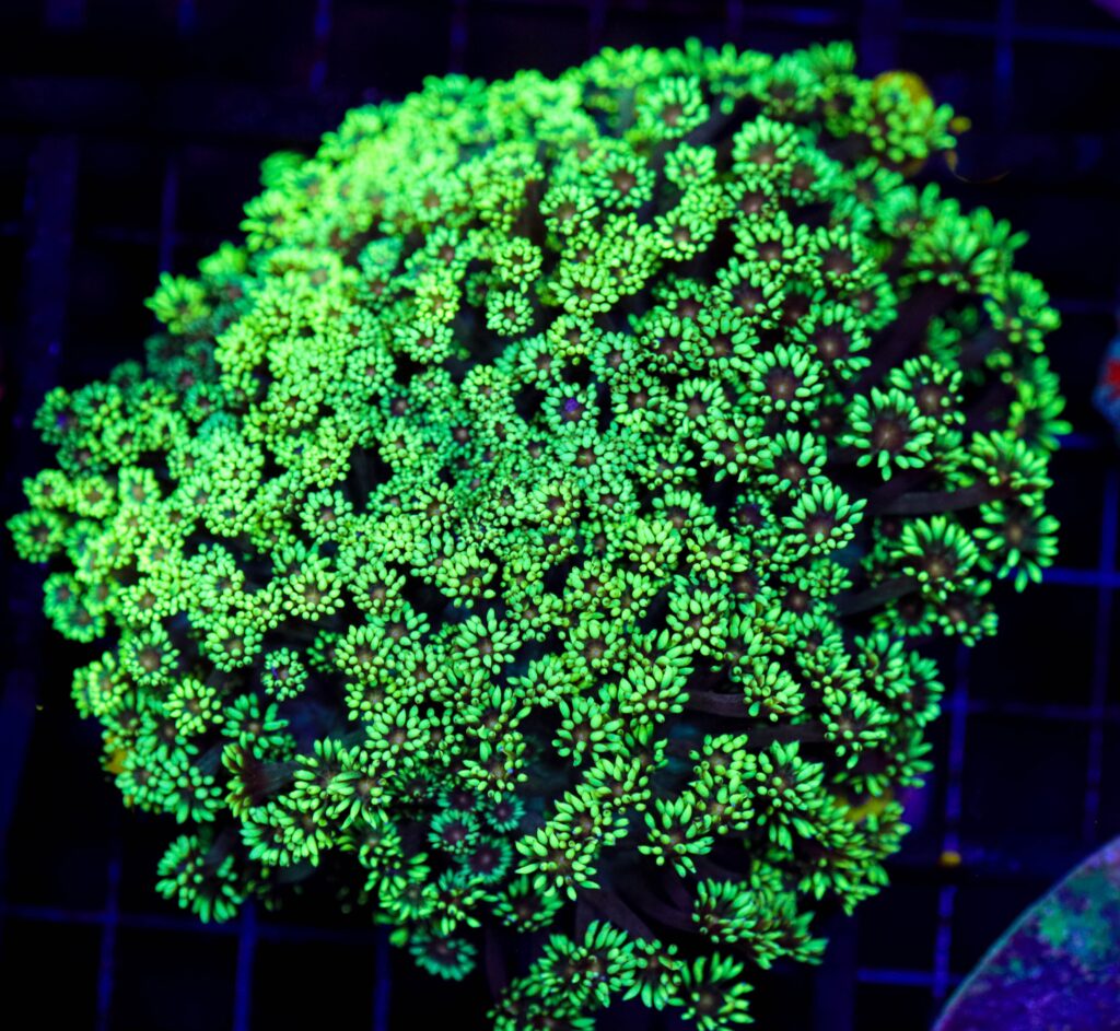 Frag Box Corals