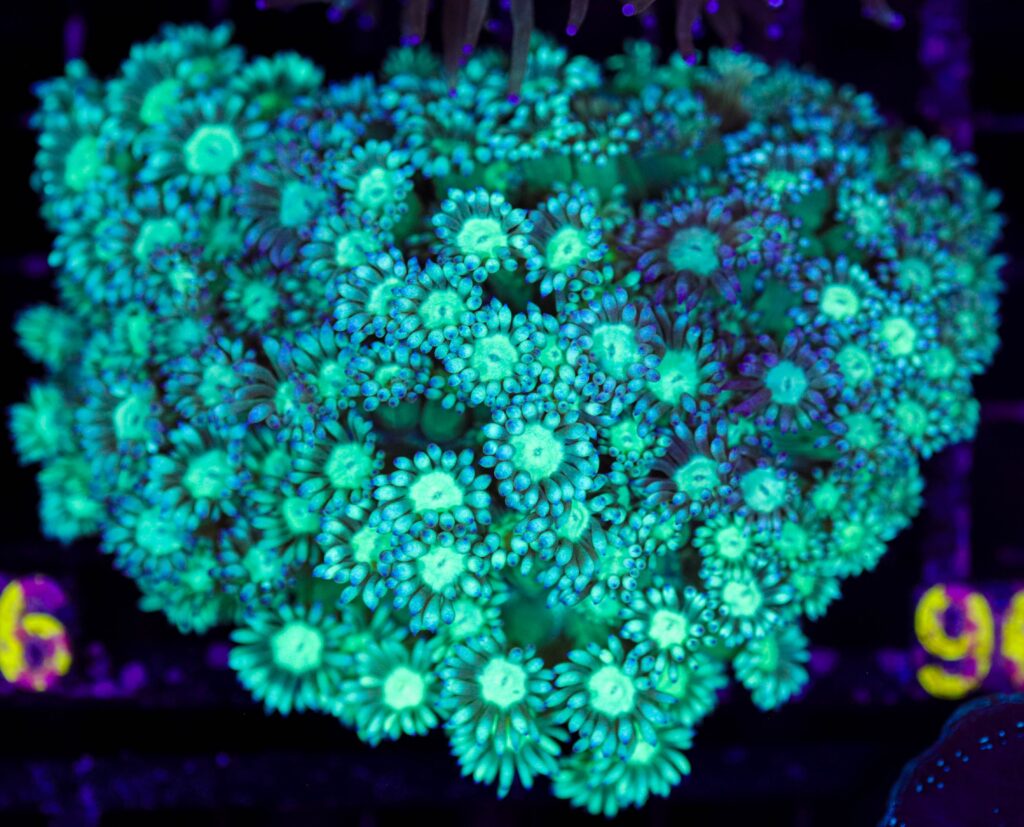 Frag Box Corals