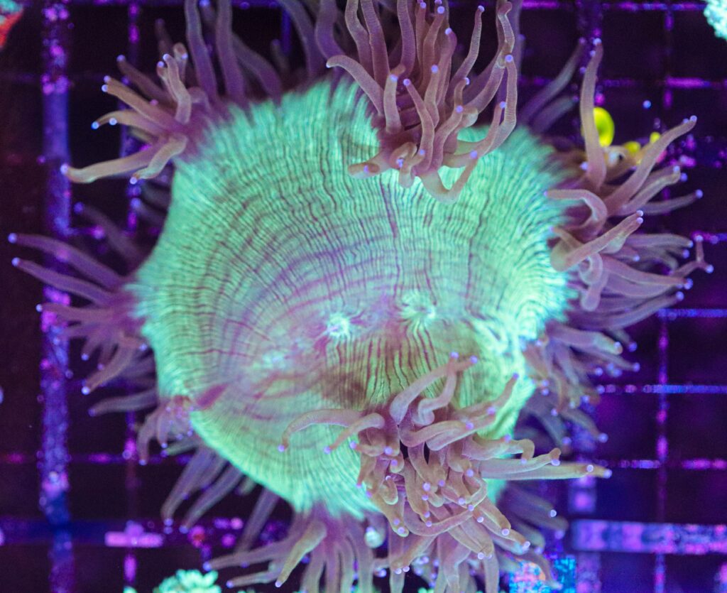 Frag Box Corals