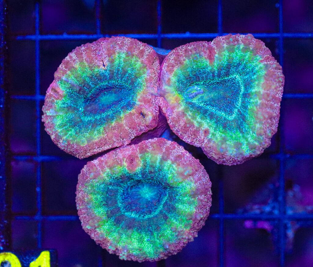 Frag Box Corals
