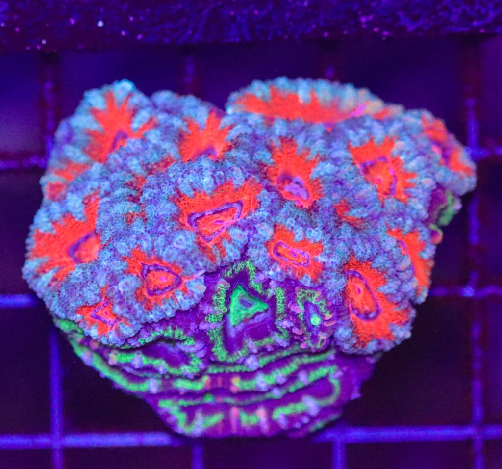 Frag Box Corals